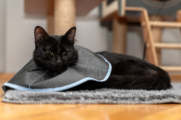 The cat wears a cone collar to protect and prevent licking the wound after sterilization. Neutering...