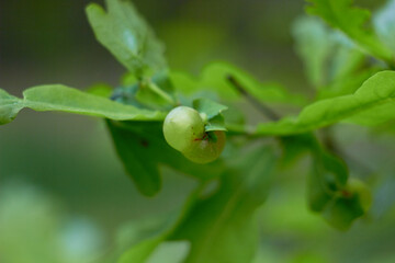 Oak galls caused by the cynipid wasp Neuroterus quercusbaccarum.