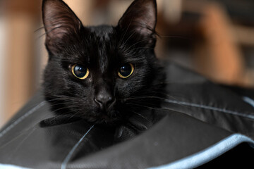 The cat wears a cone collar to protect and prevent licking the wound after sterilization. Neutering the male cat. Sick cat concept. wearing a transparent plastic Elizabethan collar, plastic cone