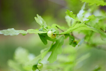 Oak galls caused by the cynipid wasp Neuroterus quercusbaccarum.
