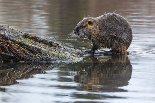 The nutria (Myocastor coypus) coming out of the water