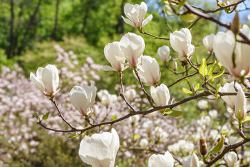 Blooming tree branch with white Magnolia soulangeana, Alba Superba flowers in park or garden on green background with copy space. Nature, floral, gardening.