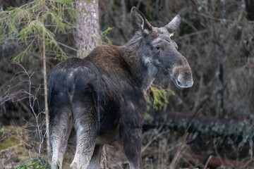 Moose walking in the forest