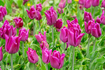 Purple tulips flowers with green leaves blooming in a meadow, park, flowerbed outdoor. World Tulip Day. Tulips field, nature, spring, floral background.