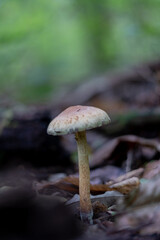 Champignon
