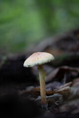 Champignon