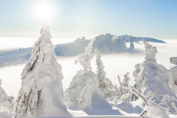 A magical view from above of mountain to white fluffy snow covered spruce. Winter landscape with...