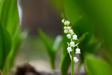 Zelfklevend Fotobehang Lily-of-the-valley (Convallaria majalis) blooming in the spring forest.  © Nataliia