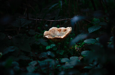 Small boletus in the middle of leaves in the forest. Forest mushroom