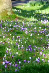 field of flowers