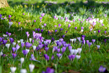 purple and white crocus flowers