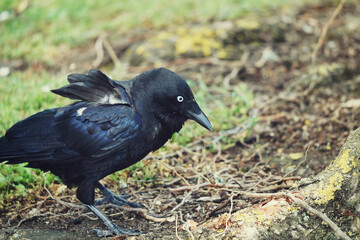 crow on the grass