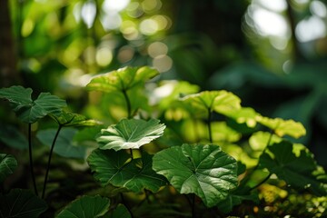 Obraz premium a close up of leaves