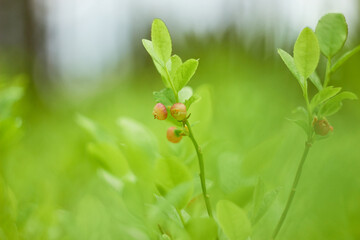 Blueberry flowers (Vaccínium myrtíllus) in spring forest
