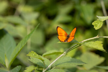 A green forest and orange butterfly. Common yarrow (achillea millefolium).