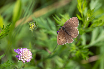 Brown butterfly in the green forest.