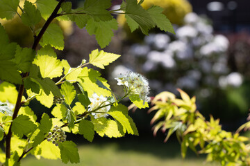 Spring bush in the light of a sunny day.