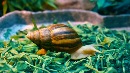 Snail on green grass macro nature world