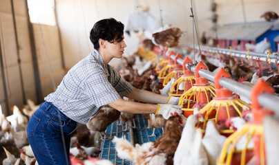 Focused Latin female farmer in plaid shirt controling chicken feeding on henhouse, indoors © JackF