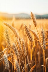 Fototapeta premium a close up of wheat
