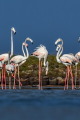 movement of flamingos
