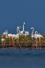 movement of flamingos