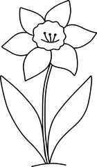 The narcissus flower is isolated on a white background. Vector black and white linear art illustration.