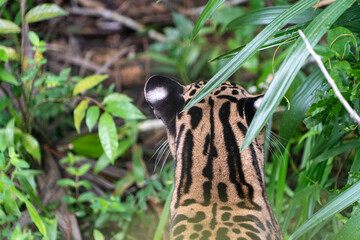 Ozelot - Leopardus pardalis: Nahaufnahme im Regenwald, Kopf mit weissen Tupfen an den Ohren und geflecktes Fell