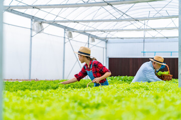 Agriculture industry, plant growing hydroponic system and organic healthy food eating concept. Modern Asian farmer working and inspect quality control of lettuce salad vegetables in greenhouse garden.