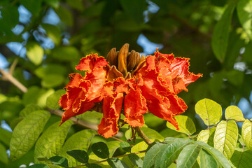 Afrikanischer Tulpenbaum - Spathodea campanulata: Grosse, orangefarbene Blüte