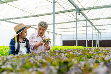 Happy Asian farmer family working together in hydroponics system vegetables farm. Grandmother teaching grandchild girl growing and caring organic lettuce vegetable together in greenhouse garden. - obrazy, fototapety, plakaty