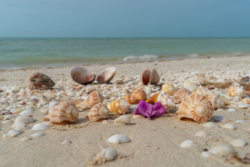 Fototapeta na wymiar Muscheln und Blüte am Strand