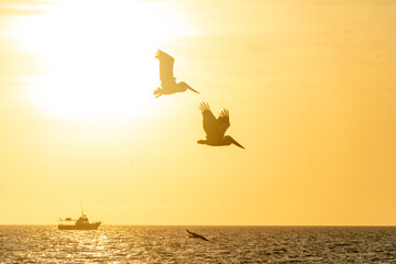 Pelikanpaar fliegt ins Abendrot