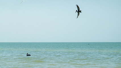 Pelikane bei der Jagd