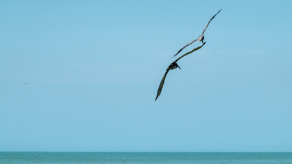 Fototapeta na wymiar Pelikane bei der Jagd