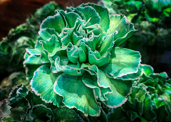 Green carnation ready for St. Patrick’s Day