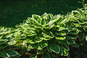 hosta Patriot plant with sun illumination