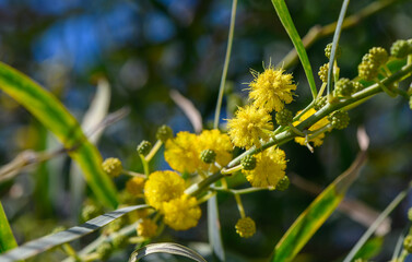 the beginning of mimosa flowering in Cyprus 6