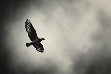 Obraz premium Dove in flight against cloudy sky in monochrome