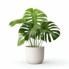 Lush Monstera Plant in a Minimalist Pot Isolated on White. Generative ai