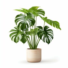 Lush Monstera Plant in a Minimalist Pot Isolated on White. Generative ai