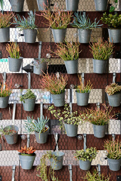 assorted succulents in tin pots make up a vertical garden