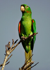 Beautiful Macaw perched on the branch of a large tree in Sítio in Esmeraldas, Minas Gerais.