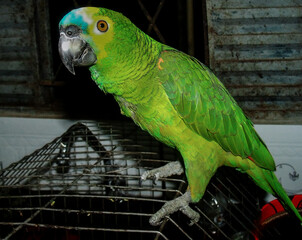 Beautiful photo of a True Parrot, with several popular names, native to Brazil. With its beautiful green feathers, it was on top of a cage, in a small house in the interior of Januária, north of Minas