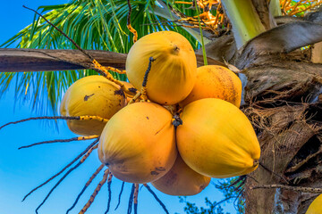 Beautiful ripe coconuts from a coconut tree in the garden of a restaurant in the middle of an island with lots of forest and blue sky in Coroa Vermelha, Bahia