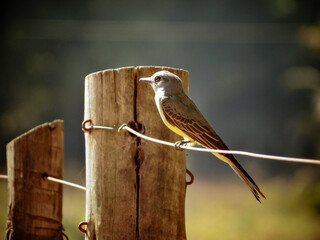 Beautiful Siriri perched on a fence on a cold morning in the rural region of Esmeraldas, Minas Gerais.