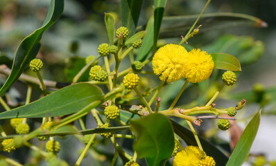 the beginning of mimosa flowering in Cyprus 1
