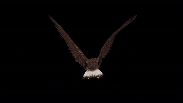 Eurasian White-Tailed Eagle - Flying Loop - Back View CU - Alpha Channel - Realistic 3D animation isolated on transparent background with alpha channel