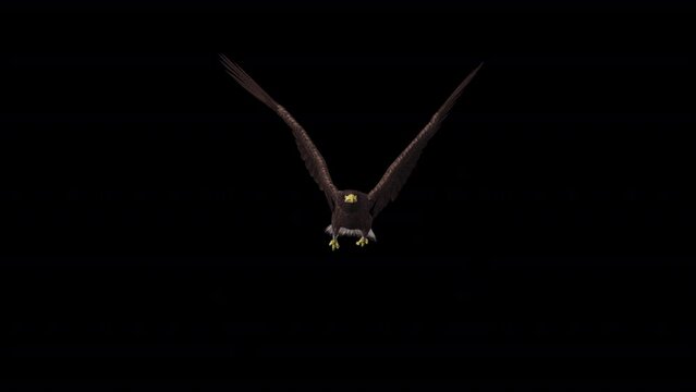Eurasian White-Tailed Eagle - Flying Loop - Front View CU - Alpha Channel - Realistic 3D animation isolated on transparent background with alpha channel