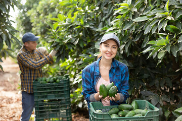 Successful female gardener with ripe avocado in the orchard